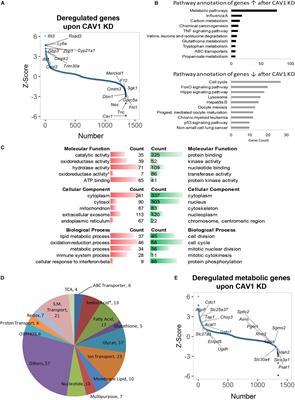 Caveolin-1 Impacts on TGF-β Regulation of Metabolic Gene Signatures in Hepatocytes
